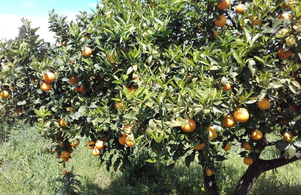 B&B Il Giardino Di Zefiro Gioiosa Marea Luaran gambar